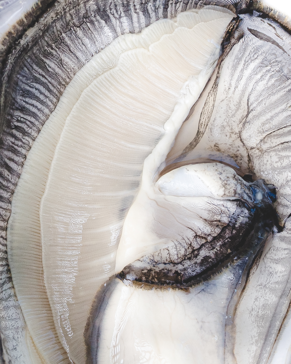 Photos Ambiance - nature morte — image 2