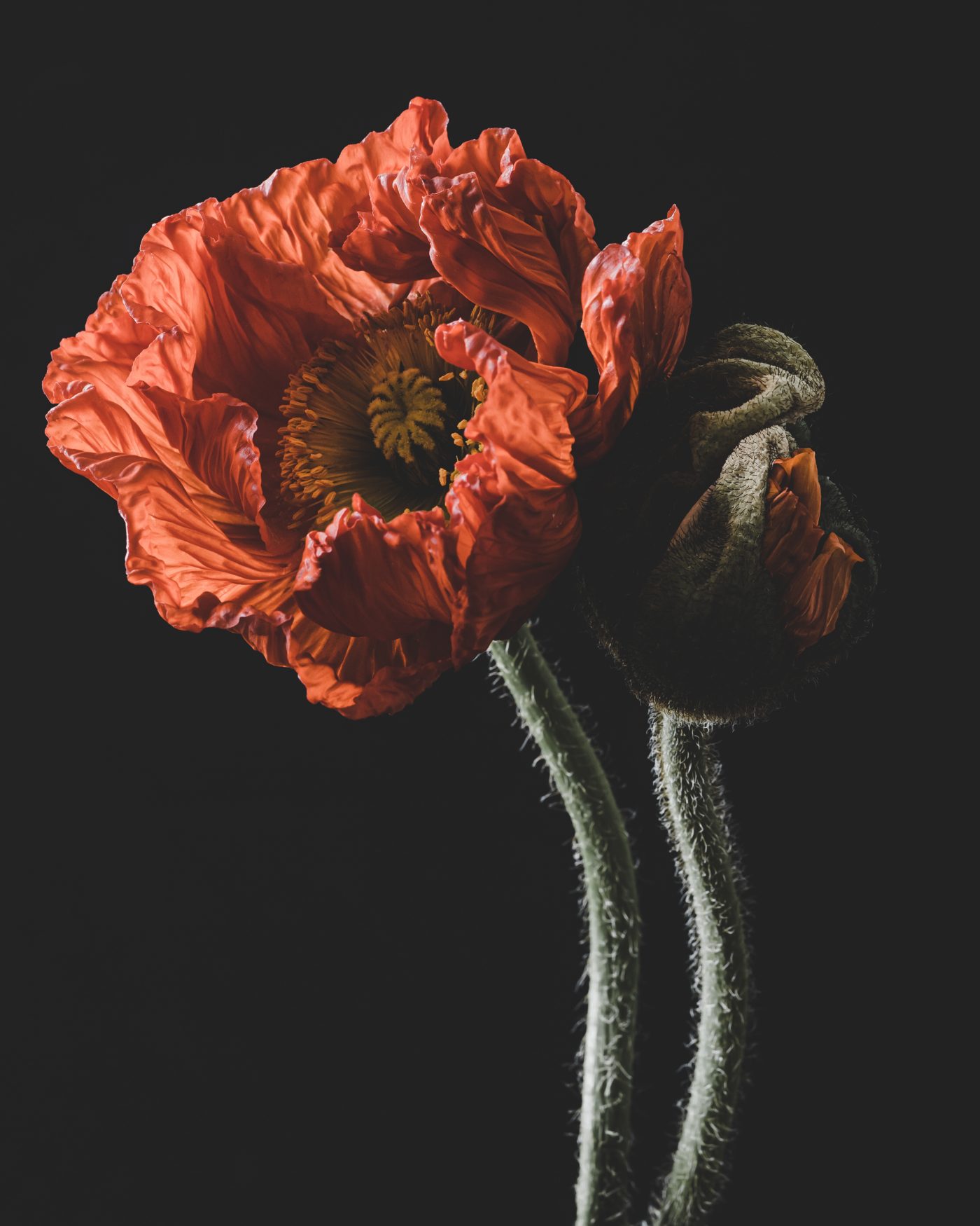 Fleuriste — image 2