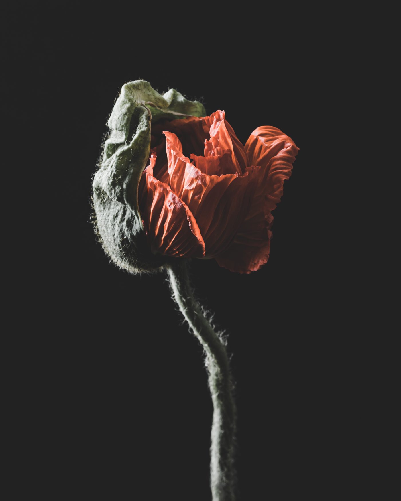 Fleuriste — image 6