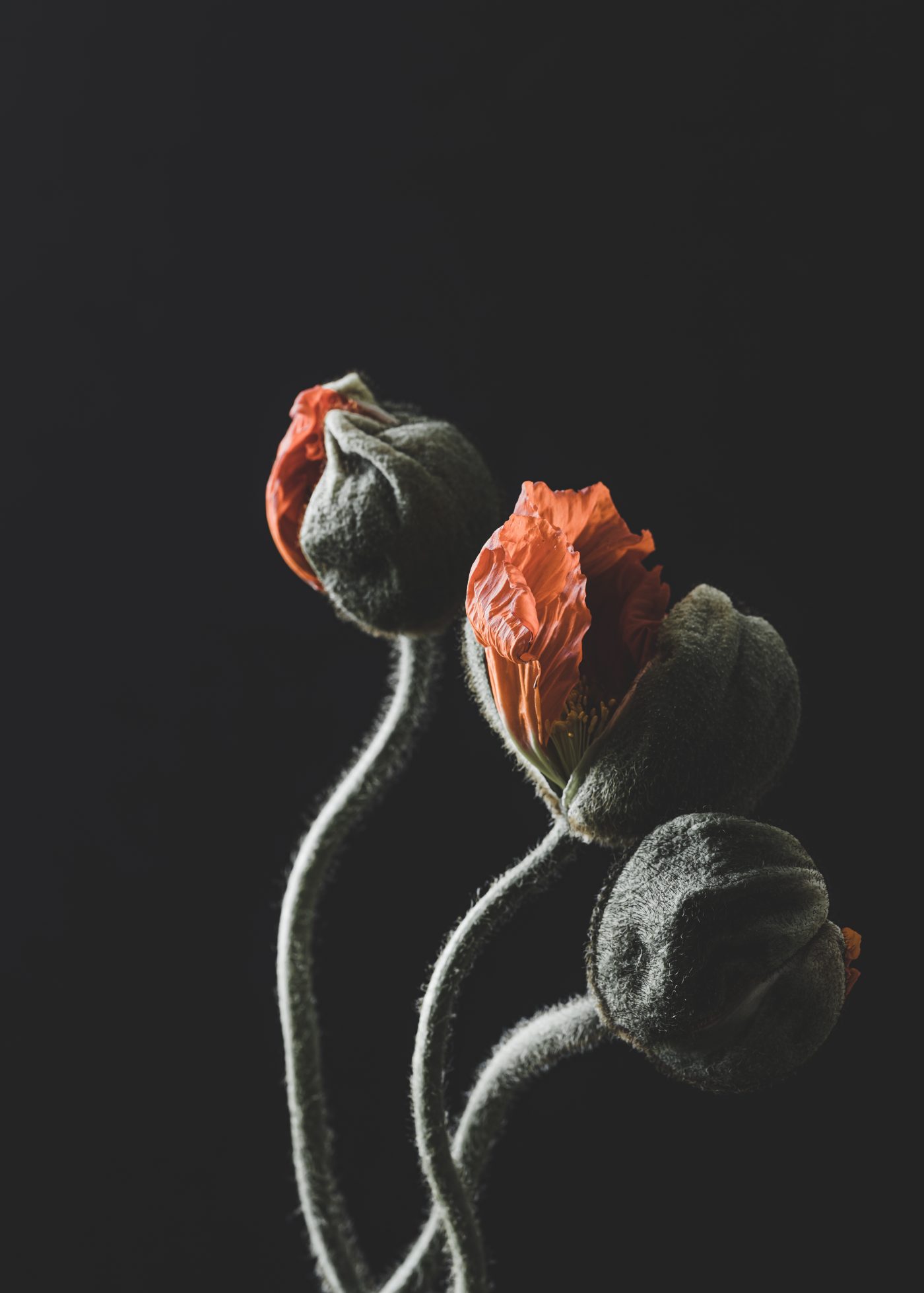 Fleuriste — image 5