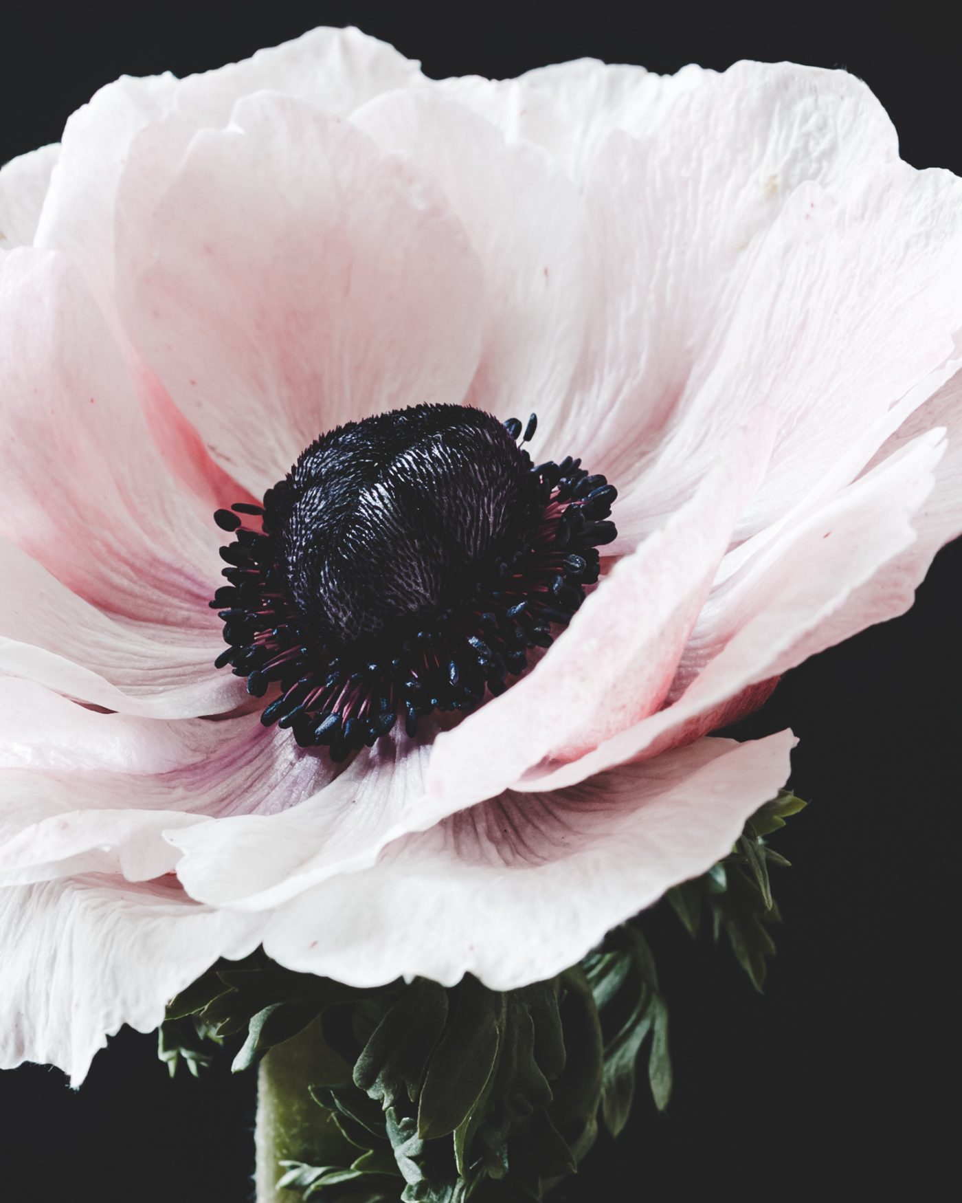 Fleuriste — image 4