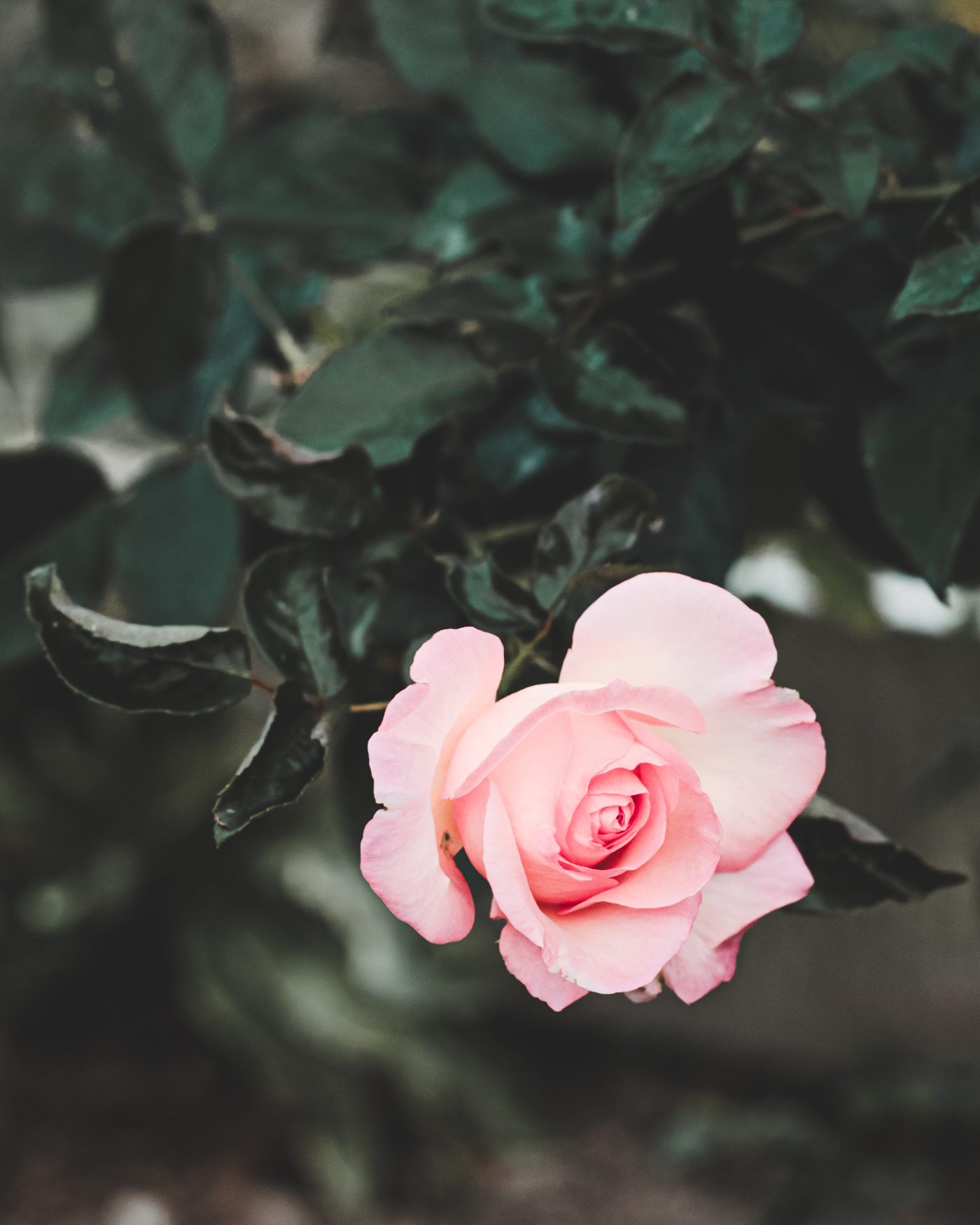 Artisan Floriculture — image 3