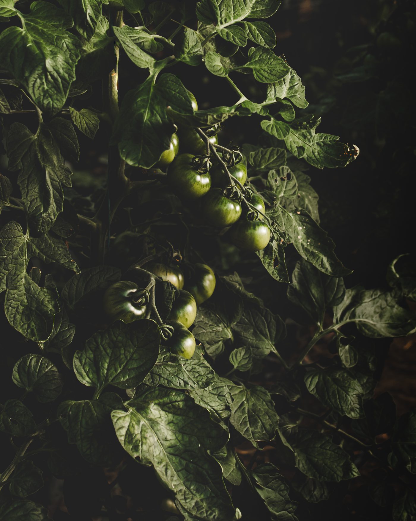 Artisan Floriculture — image 1