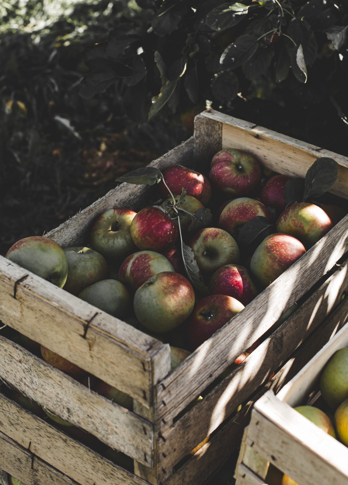Arboriculture fruitière: Verger Normand — image 8