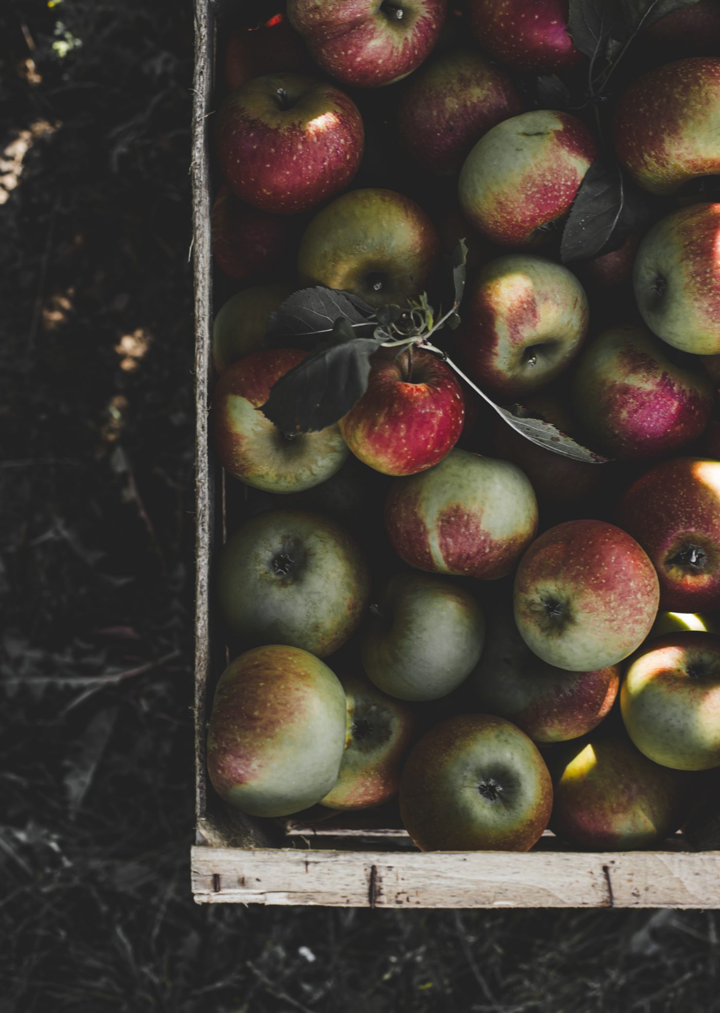 Arboriculture fruitière: Verger Normand — image 3