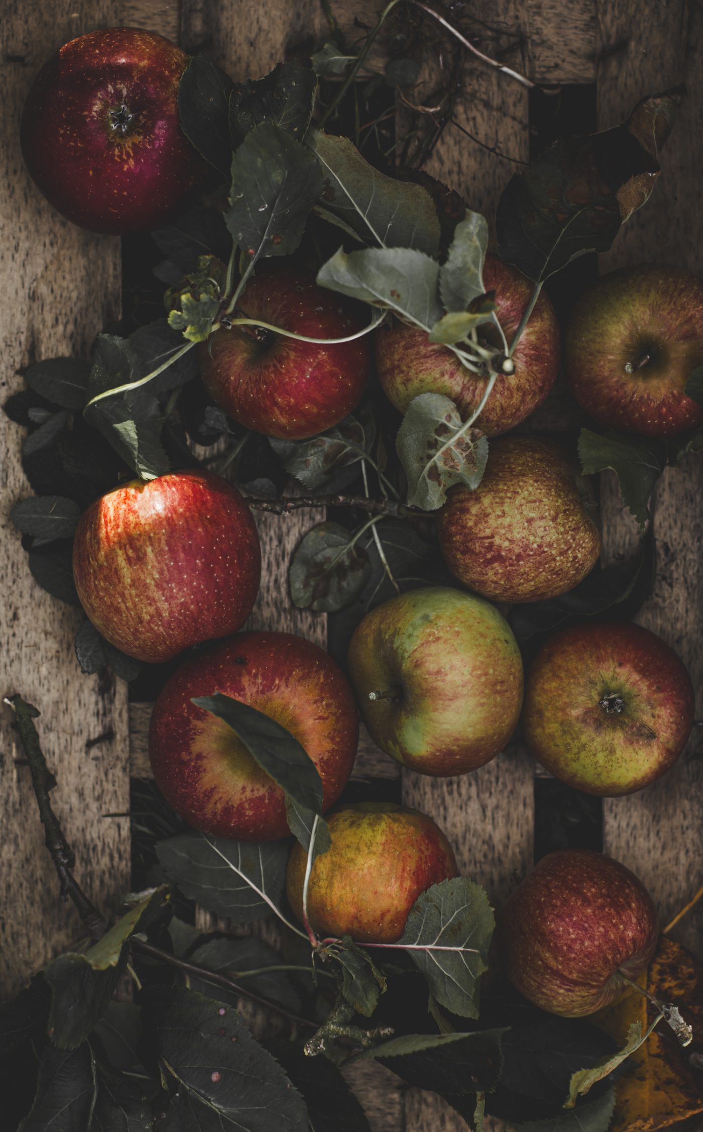 Arboriculture fruitière: Verger Normand — image 10