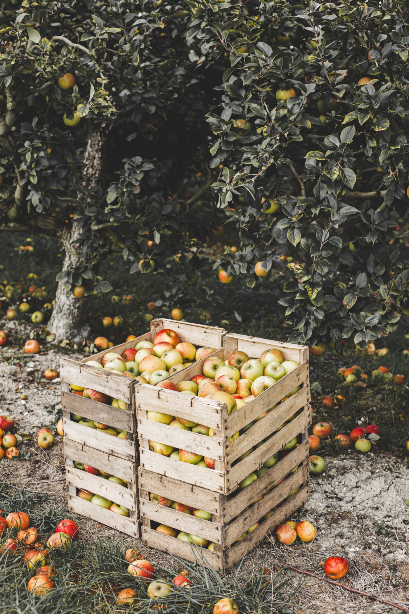 Arboriculture fruitière: Verger Normand — image 5