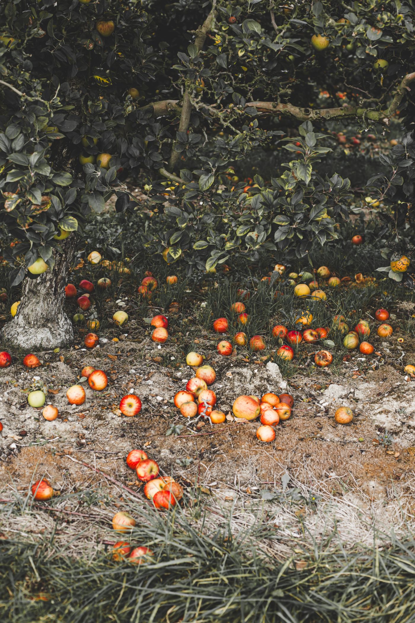 Arboriculture fruitière: Verger Normand — image 7