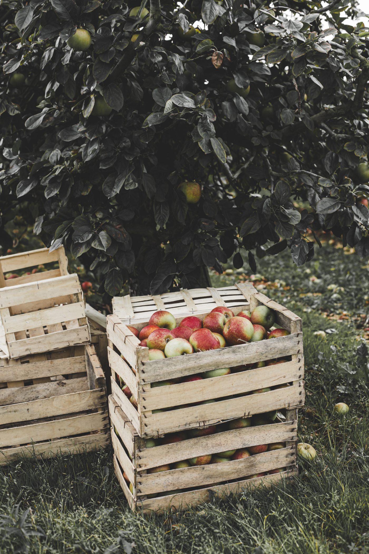 Arboriculture fruitière: Verger Normand — image 9