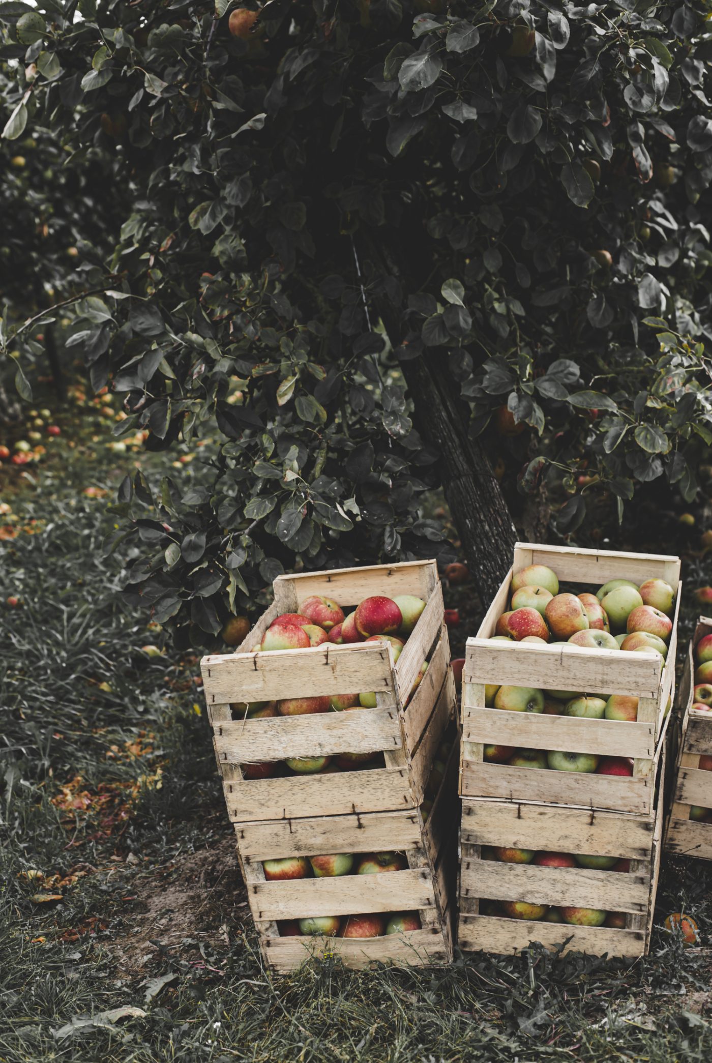 Arboriculture fruitière: Verger Normand — image 6