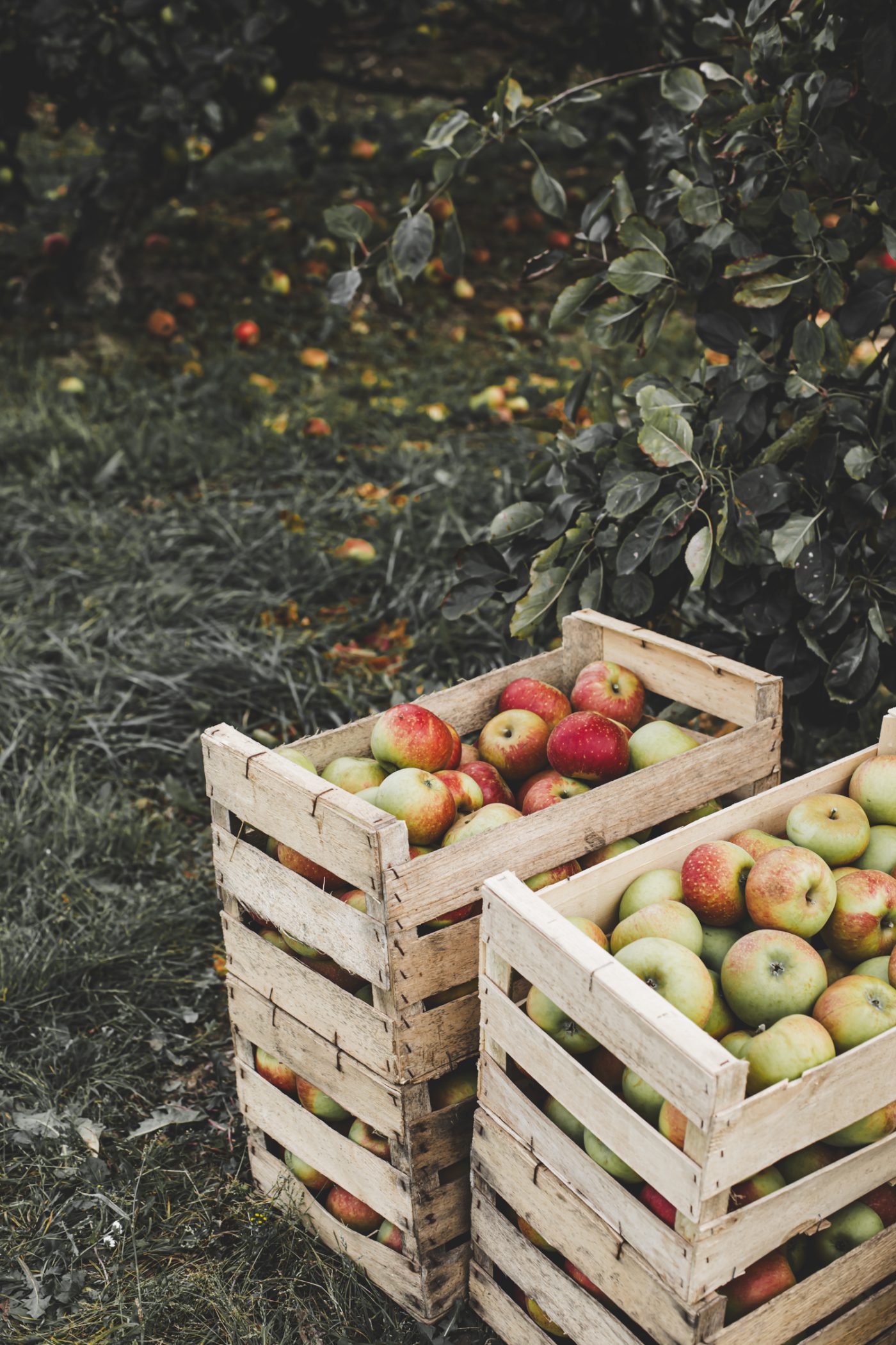 Arboriculture fruitière: Verger Normand — image 2