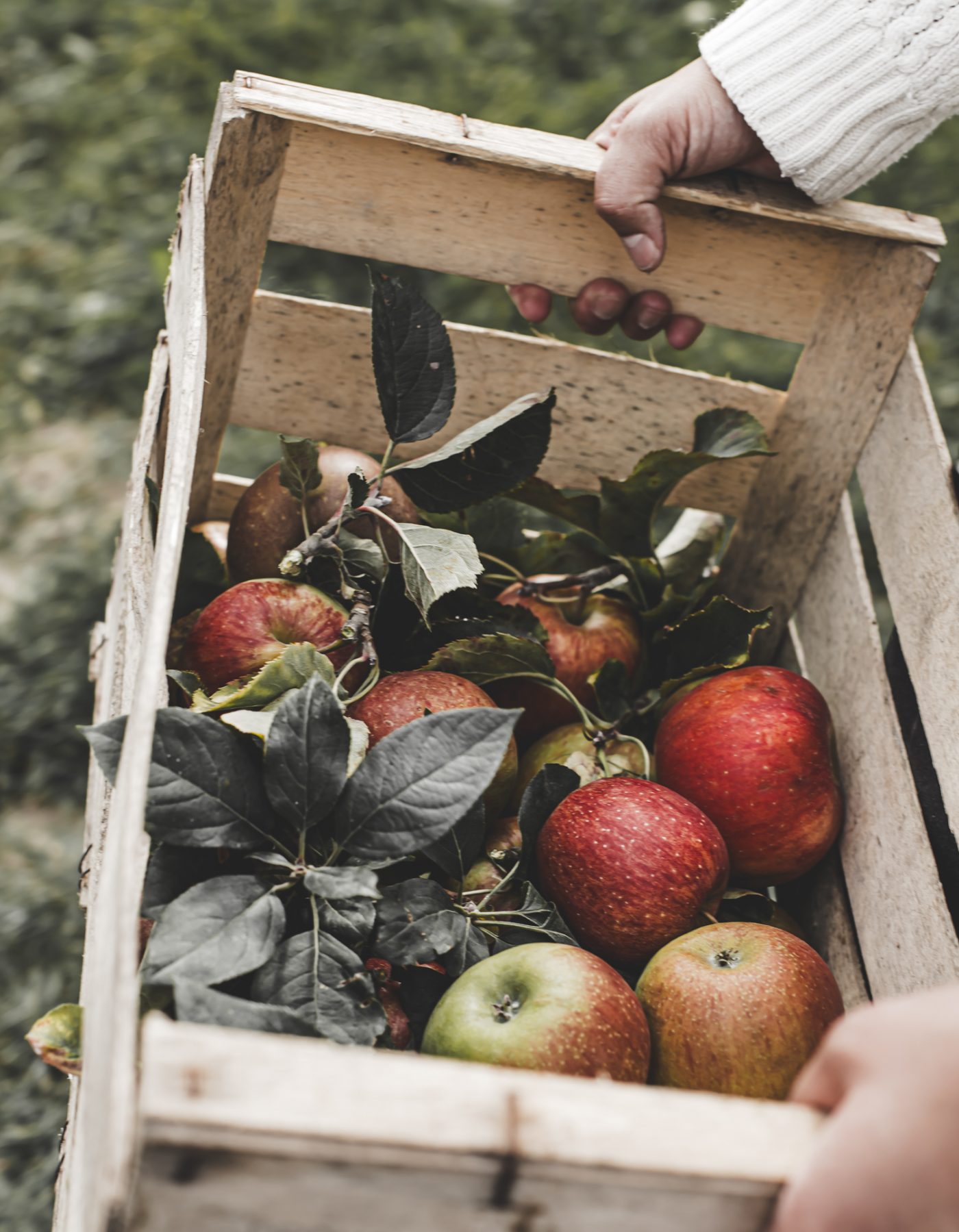 Arboriculture fruitière: Verger Normand — image 1